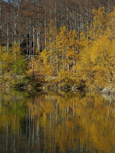 秋日湖畔绚烂树林美景
