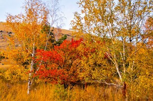 秋日绚烂树林美景