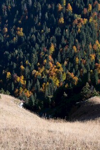秋日山坡上的多彩树林