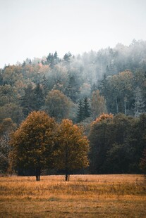 秋日晨雾中的田野树林