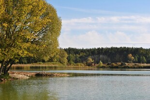 湖畔绿树成荫的美丽风光