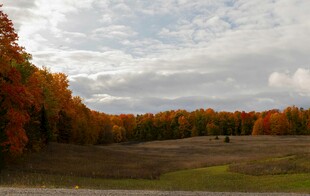 秋日多彩树林与开阔草地