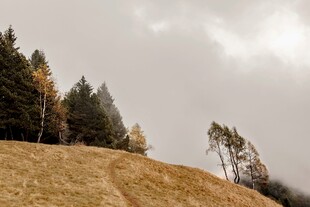 山坡上的树木与朦胧天空