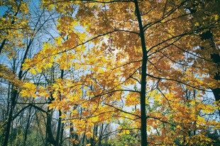 秋日林间斑斓树叶美景
