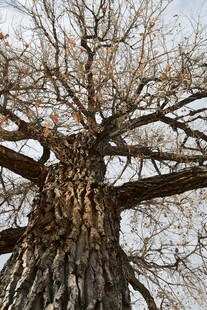 古老大树的沧桑枝干