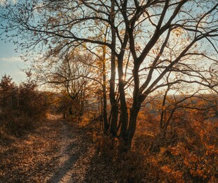 秋日林间小道的静谧美景