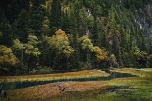 山林间的静谧草地风光