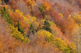 秋日山林斑斓美景