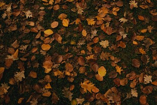 地面上的缤纷落叶