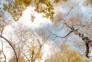 仰望秋日树林斑驳天空