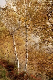 秋日白桦林美景