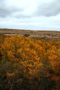 秋日旷野斑斓树林景色