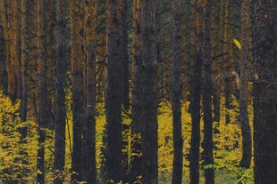 秋日森林中的斑斓景致