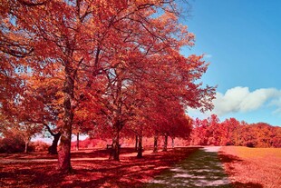 秋日红叶林美景