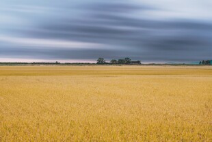 金黄麦田与天际风云变幻