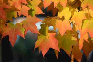 秋日斑斓枫叶特写