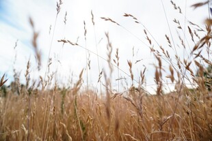 金黄野草在风中摇曳