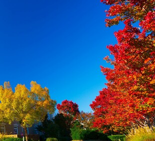 秋日绚烂彩林美景
