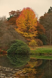 秋日湖畔斑斓树林美景