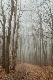 雾中静谧的林间小道