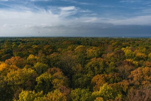 秋日斑斓森林全景