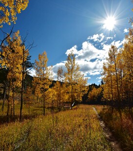 秋日阳光照耀下的金黄树林