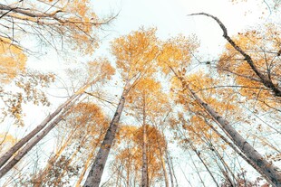 秋日仰拍金黄树林美景