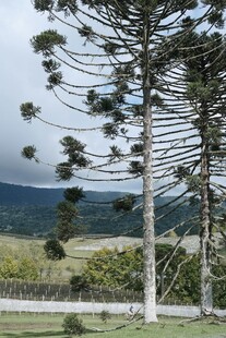 奇特造型的高大树木景观