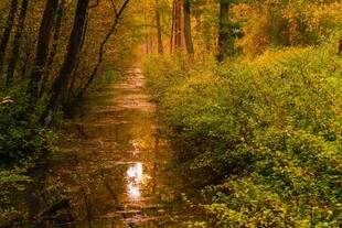 秋日林间小溪静谧美景