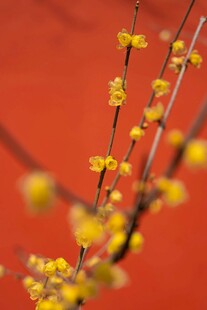 红墙下的黄色腊梅枝