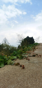 泰山风光
