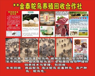 鸵鸟养殖基地