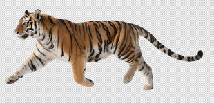  超高清透明底免抠图老虎