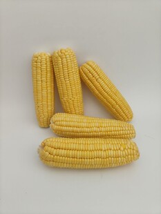 玉米