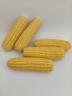 玉米