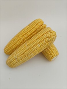 玉米