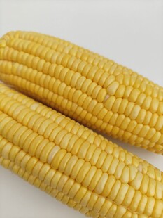 玉米