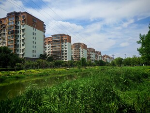 城郊住宅区旁的绿意景观