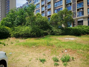 小区内闲置绿地待开发