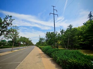 城市林荫道路风景