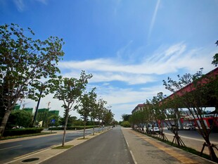 宽阔道路旁绿树蓝天美景