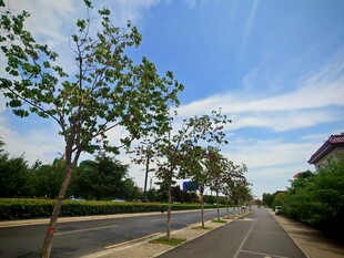 夏日林荫道路风景