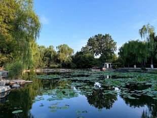 近春园荷塘