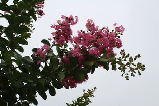 紫薇花  