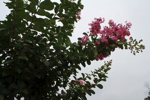 紫薇花 