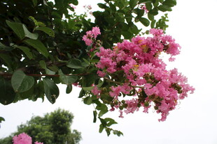 紫薇花  