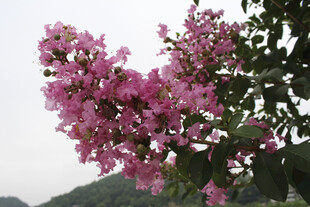 紫薇花 