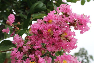 紫薇花  