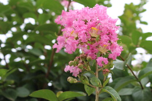 紫薇花 