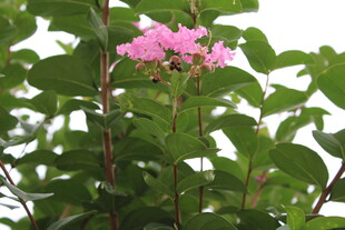 紫薇花 